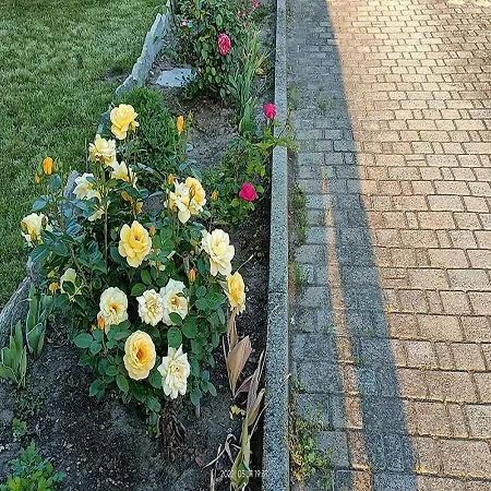 Apartmán La Magnolia Castiglione Torinese